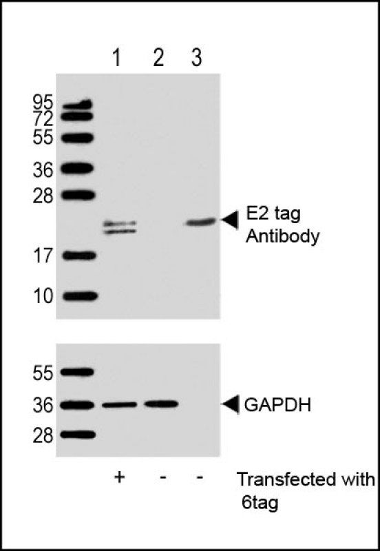 E2 tag antibody
