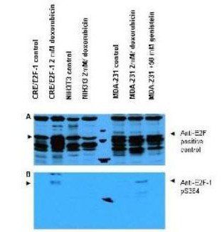 E2F-1 (phospho-S364) antibody