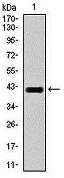 E2F1 Antibody