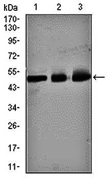 E2F1 Antibody