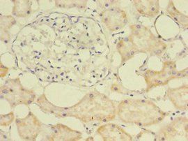 E2F2 Antibody