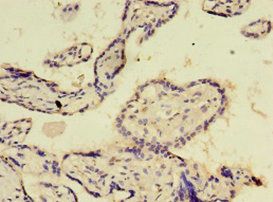E2F2 Antibody