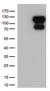 E2F4 Antibody