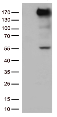 E2F4 Antibody