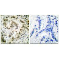 E2F4 Antibody