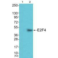 E2F4 Antibody