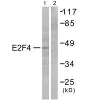 E2F4 antibody
