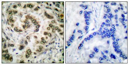 E2F4 Antibody