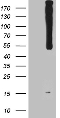 E2F5 Antibody