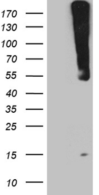 E2F5 Antibody