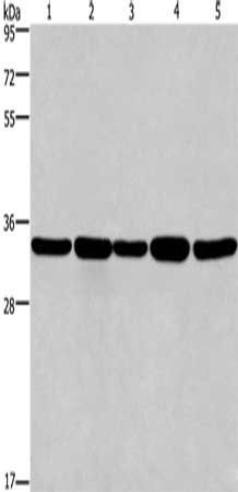 E2F6 Antibody
