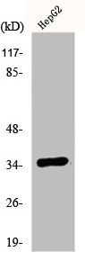 E2F6 antibody