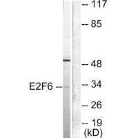 E2F6 antibody