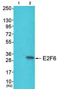 E2F6 Antibody