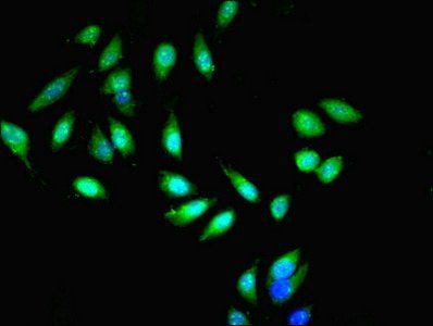MIB1 Antibody