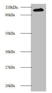 MIB1 Antibody