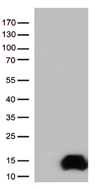 E74 like factor 1 Antibody