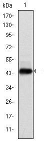 E7 Antibody