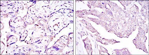 E7 Antibody