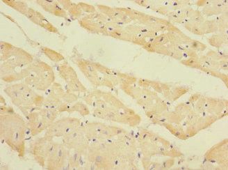 EAF2 Antibody