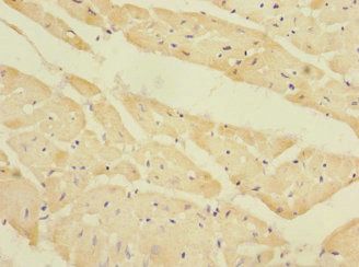 EAF2 antibody