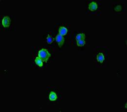 EAF2 antibody