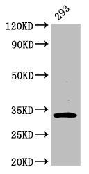 EAPP antibody