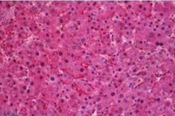 Goat anti-SEC61A1 Antibody