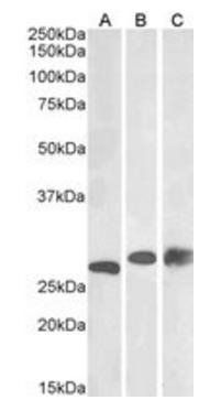 Goat anti-PGAM1 / PGAM2 / PGAM4 Antibody