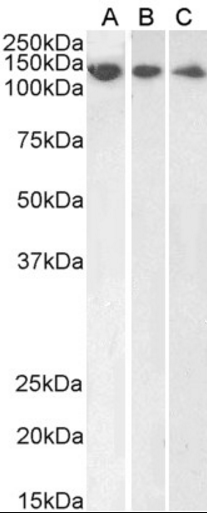 Goat anti-DDB1 Antibody
