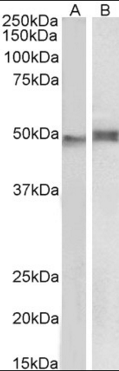 Goat anti-NCF1 / p47phox Antibody