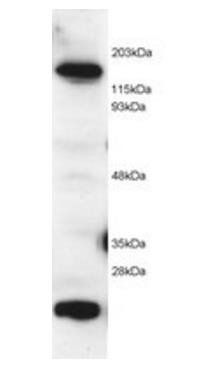 Goat anti-MAX Antibody
