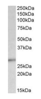 Goat anti-P27KIP1 / CDKN1B (C Terminus) Antibody