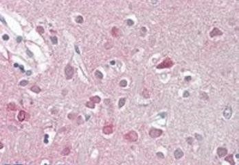 Goat anti-ORC3L Antibody