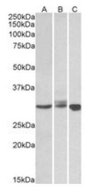 BIRC7 antibody