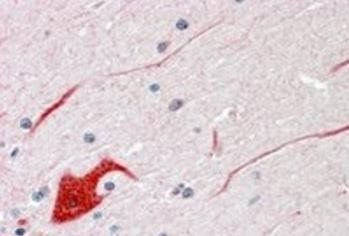 Goat anti-SHP2 / PTPN11 Antibody