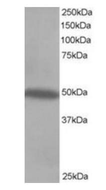 Goat anti-CSK Antibody