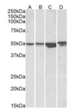 Goat anti-ILK Antibody