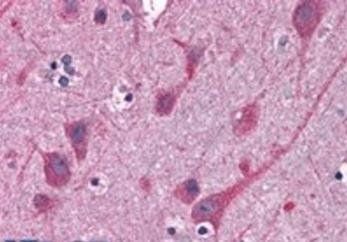 Goat anti-STAP2 / BKS Antibody