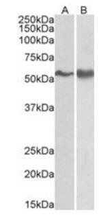 Goat anti-FYN Antibody