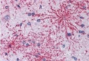 Goat anti-BAIAP2 (isoform 1) Antibody