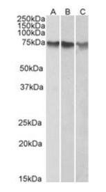 Goat anti-ATF2 Antibody