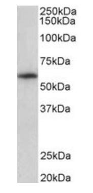 TXK Antibody