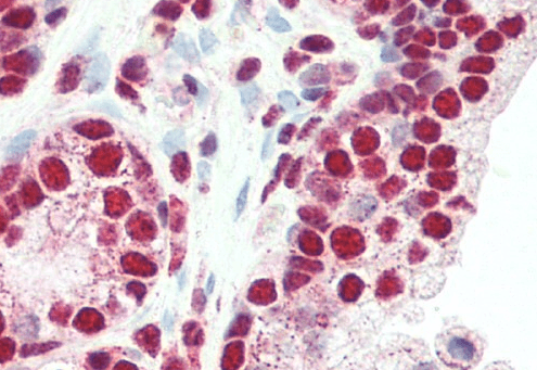 Goat anti-PLRG1 Antibody