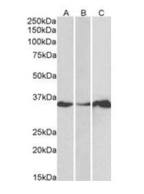Goat anti-LASP1 (N Terminus) Antibody