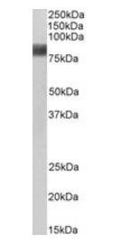 Goat anti-Cortactin / EMS1 Antibody