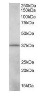 Goat anti-CRKL Antibody