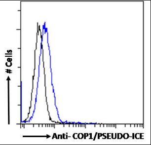 Goat anti-COP1 / PSEUDO-ICE (Isofom 2) Antibody