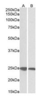 Goat anti-GRB2 Antibody