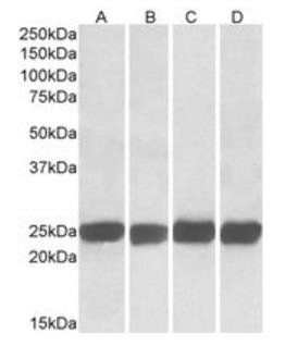 Goat anti-GRB2 Antibody